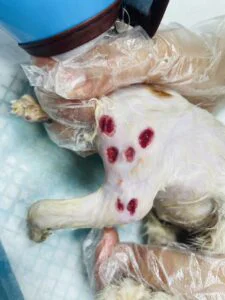 WHY USE CLASS IV LASER IN VETERINARY MEDICE?(images 2)