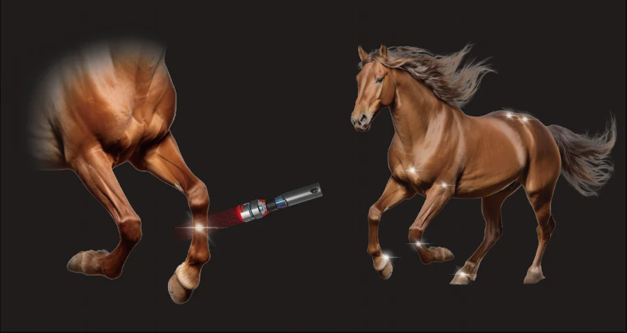 Terapia a laser equina para a artrite do jarrete (imagens 1)