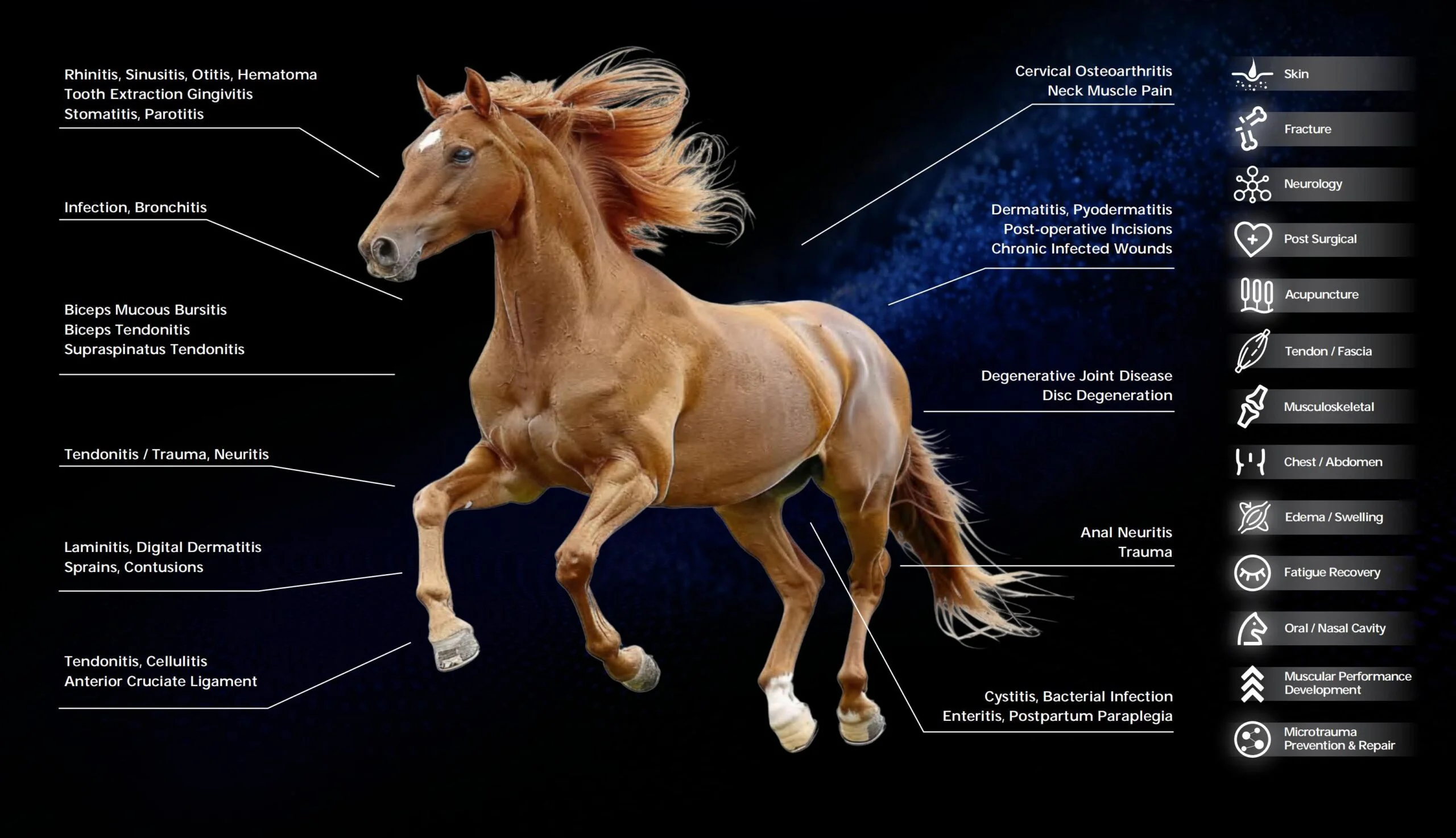 HorseVet-Max – für Anzeigen (3 Bilder)