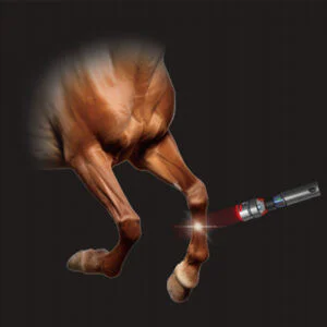 Laserterapia equina per l'artrite del garretto