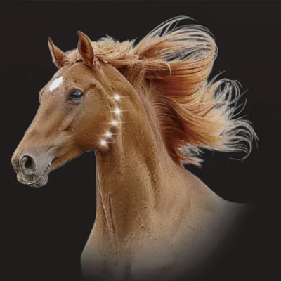 Laserterapia equina per il tratto respiratorio superiore... Laserterapia equina per il tratto respiratorio superiore...