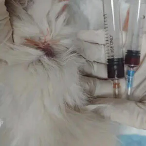 High-power Veterinary Laser Treatment of Locali...