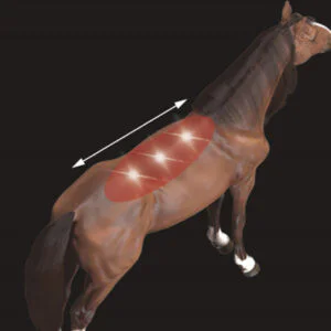Equine Laser Therapy for Back Pain