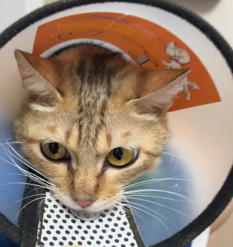 Aplicação da terapia a laser em animais de estimação no tratamento da congestão mamária felina — Introdução (imagens 1)