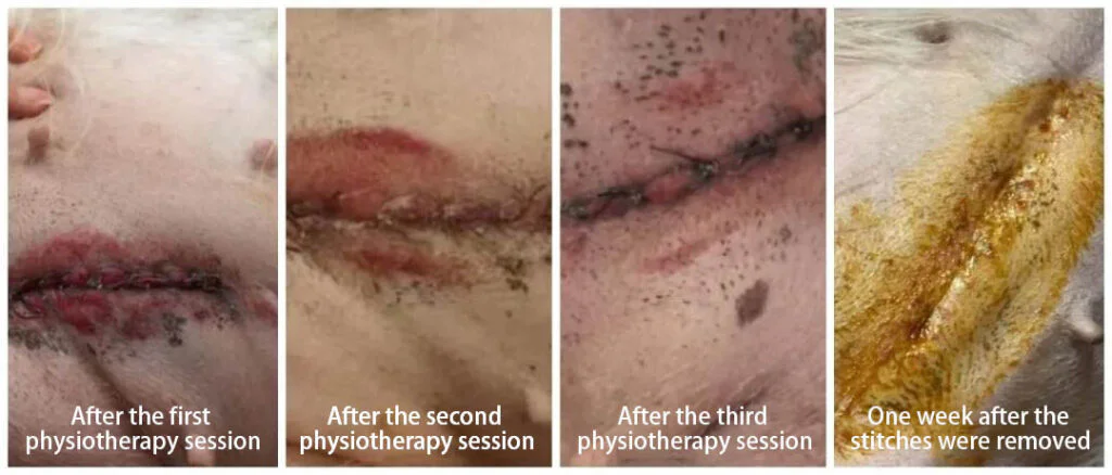 Aplicação da terapia a laser em cães para acelerar a cicatrização após uma histerectomia patológica (imagens 2)