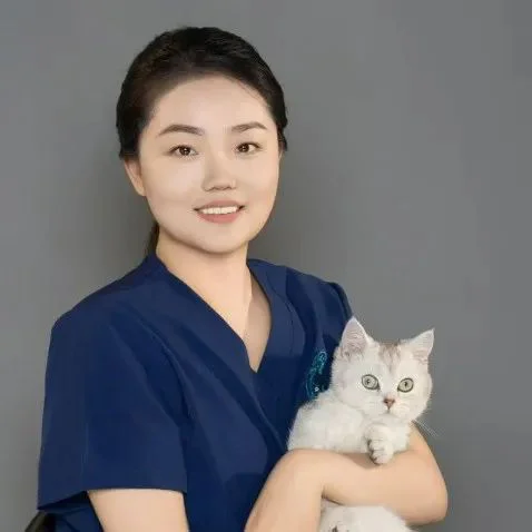 Aplicação da terapia a laser em cães para acelerar a cicatrização após uma histerectomia patológica (imagens 3)