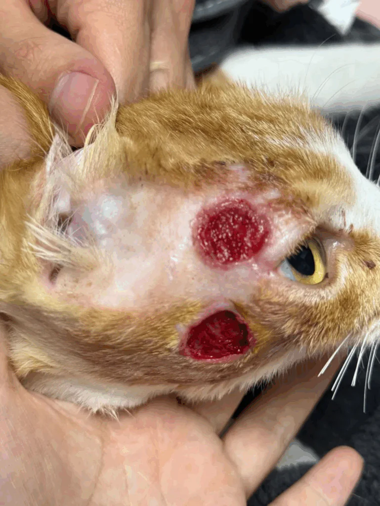 Caso prático da terapia a laser veterinária no tratamento de úlceras cutâneas (imagem 1)