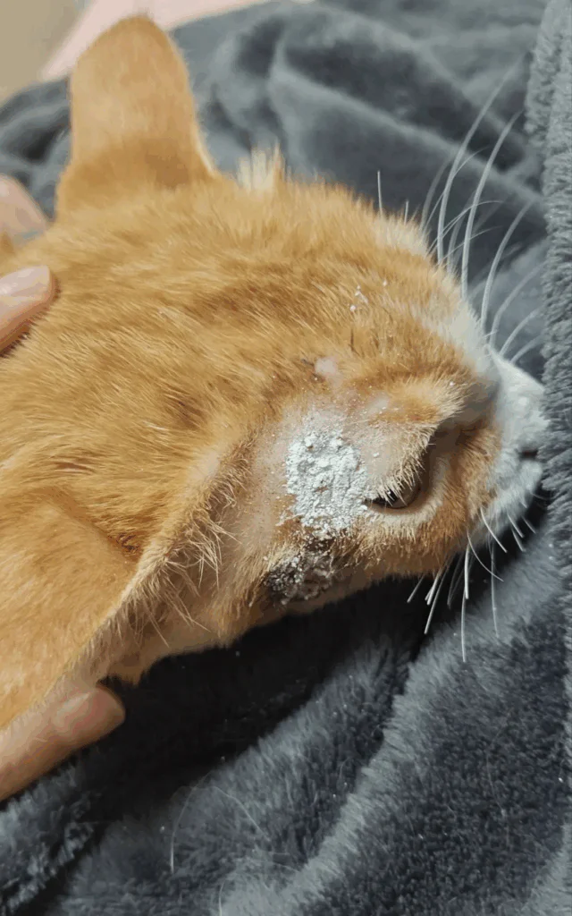 Caso prático da terapia a laser veterinária no tratamento de úlceras cutâneas (imagens 2)