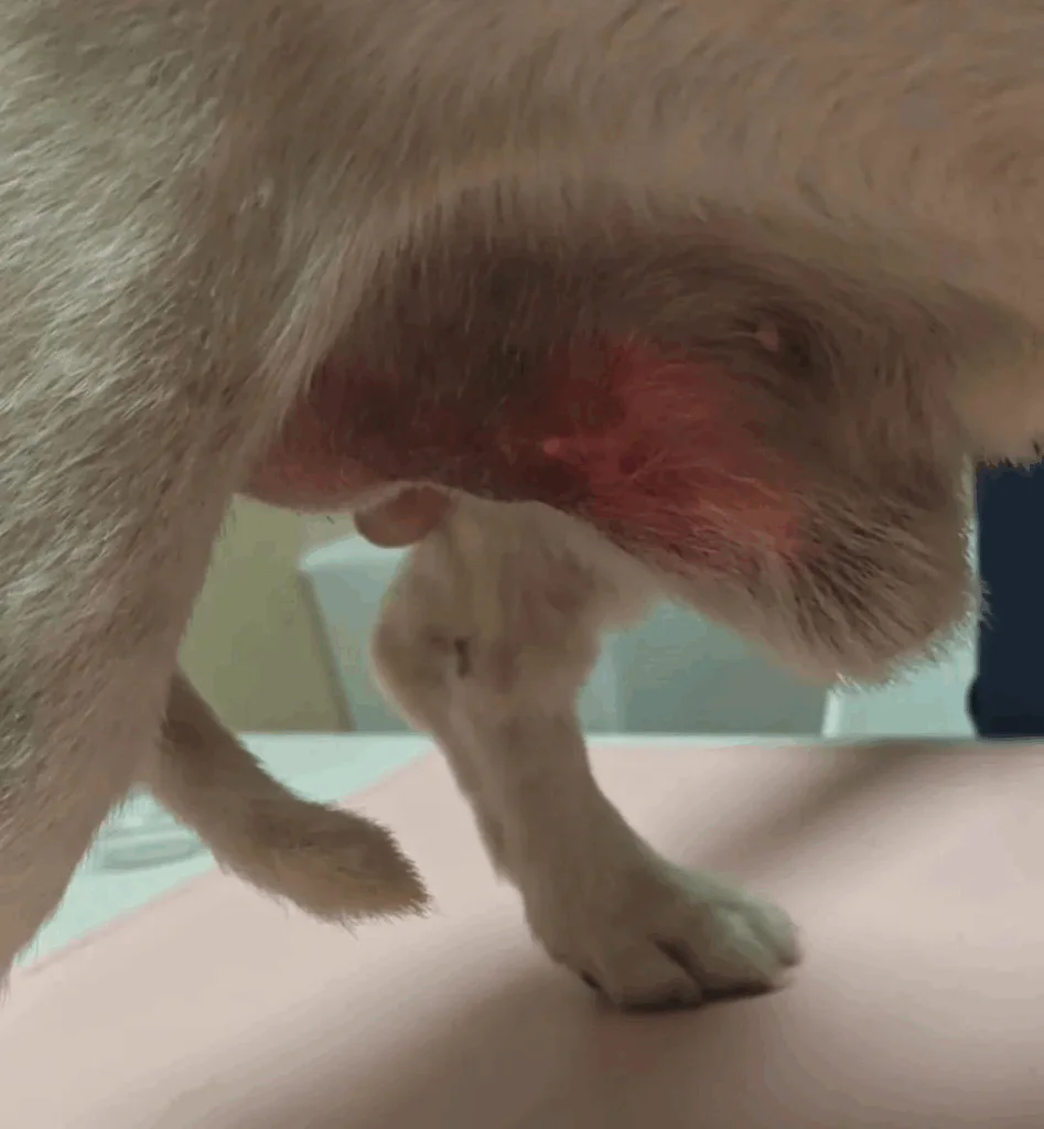 Aplicação da terapia a laser em cães: tratamento do aumento da próstata (2 imagens)
