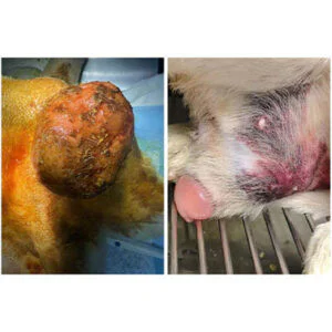 Application of laser therapy in dogs Treating P...