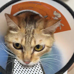 Application of pet laser therapy in Treating Fe...