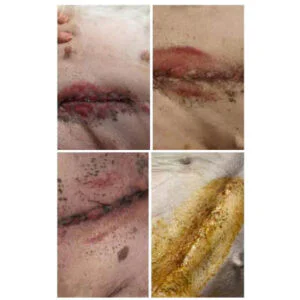 Application of dog laser therapy in Acceleratin...