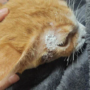 Application Case of Veterinary Laser Therapy in...