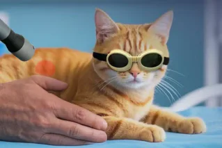 Beyond Medication: How Class 4 Laser Therapy Is Changing Feline Medicine(images 1)