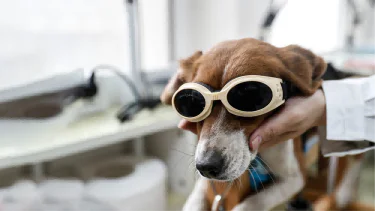 Advanced Pain Management in Canine Osteoarthritis: The Role of Class 4 Laser Therapy(images 2)