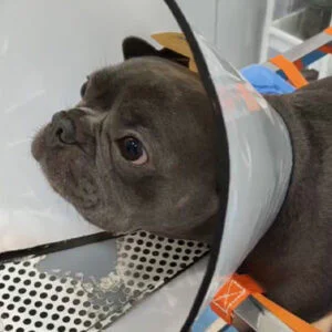 VetMedix Case Sharing丨Application Case of dog ...