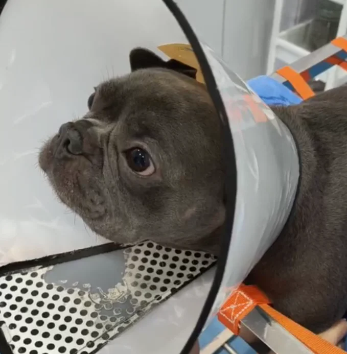 VetMedix Case Sharing丨Application Case of dog laser therapy in Treating Acute Neuritis(images 1)