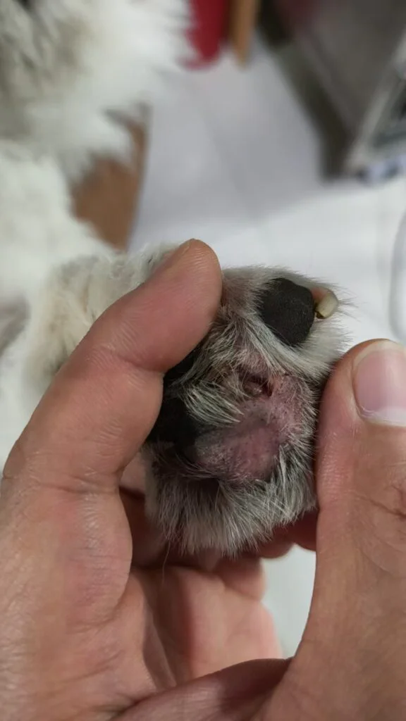 Partilha de casos da Vetmedix 丨 Aplicação da terapia a laser de alta potência na inflamação interdigital (2 imagens)
