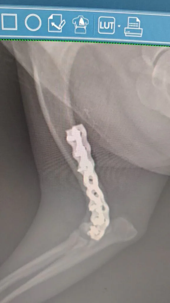 Vetmedix Fallbericht | Anwendungsbeispiel für die Lasertherapie der Klasse 4 bei der Behandlung einer Fraktur der Vordergliedmaße (2 Bilder)