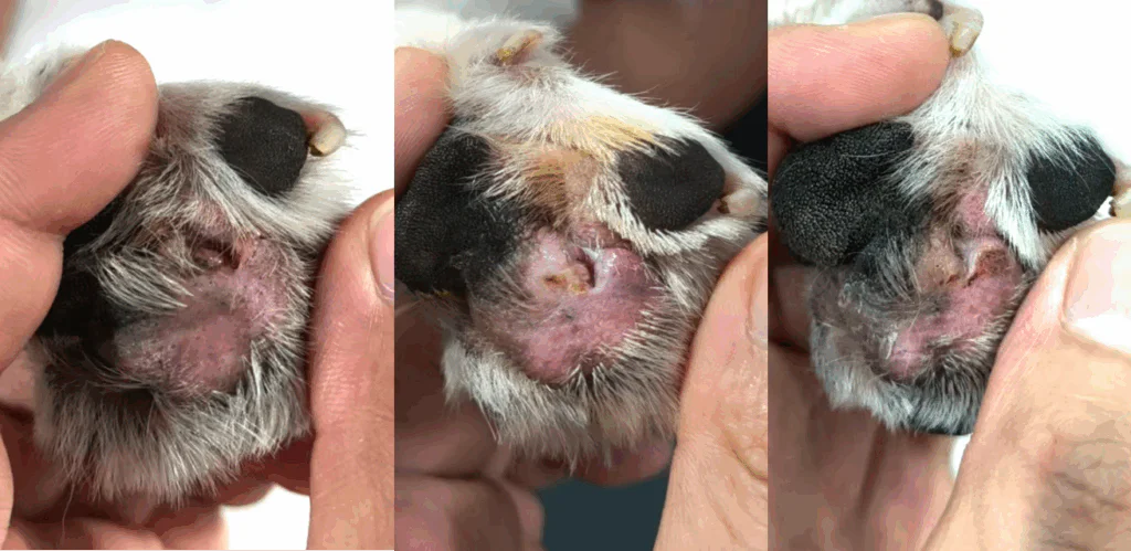 Partilha de casos da Vetmedix 丨 Aplicação da terapia a laser de alta potência na inflamação interdigital (3 imagens)