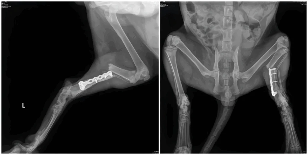 Terapia laser veterinaria nella frattura secondaria tibiofibulare (2 immagini)