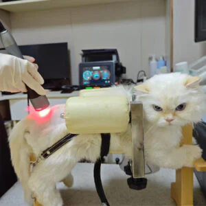 Application of High-Power Laser Therapy in Caud...