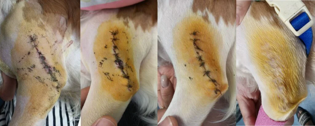 Vetmedix Fallbericht | Anwendungsbeispiel für die Lasertherapie der Klasse 4 bei der Behandlung einer Fraktur der Vordergliedmaße (3 Bilder)