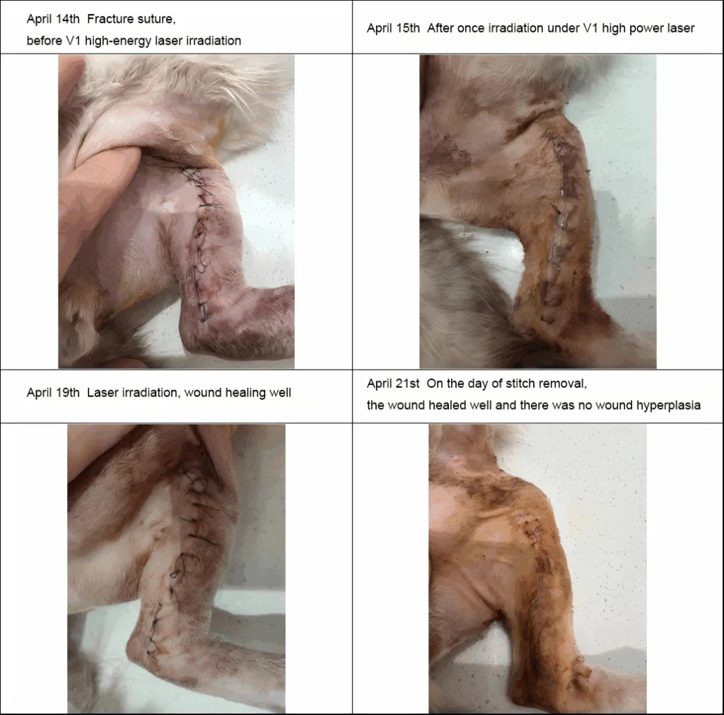 Terapia laser veterinaria nella frattura secondaria tibio-fibulare (3 immagini)