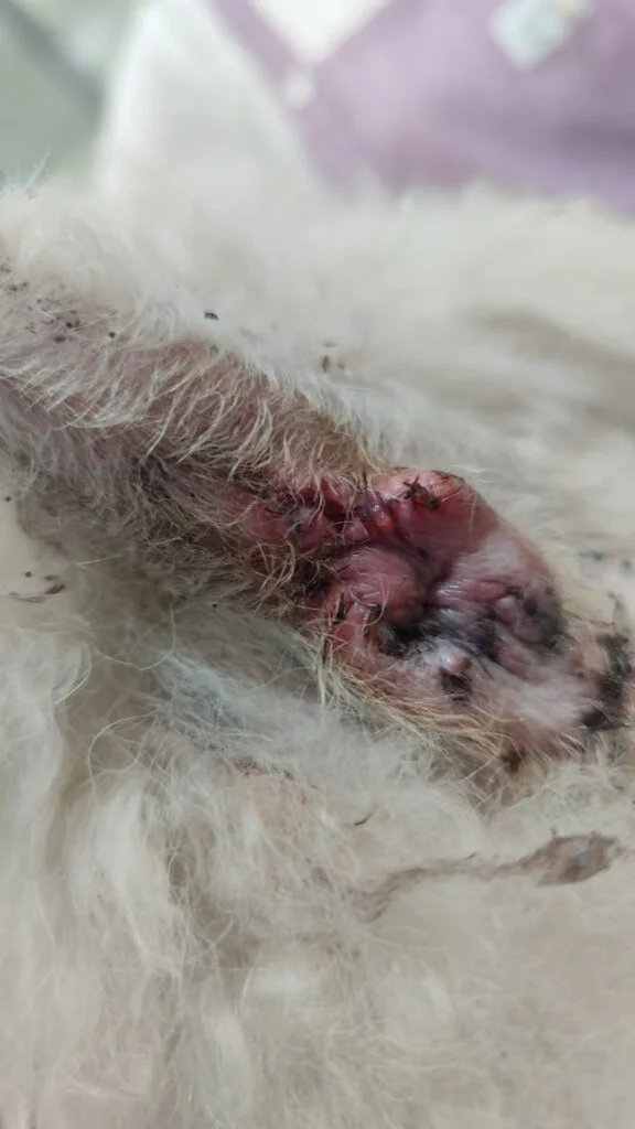 VetMedix Fallbericht 丨 Anwendungsbeispiel für die Hochenergielasertherapie bei der Behandlung von postoperativ nicht heilenden perianalen Tumoren (Abbildung 1)