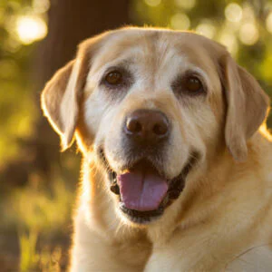 VetMedix Case Sharing丨Application Case of High...