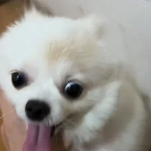 Vetmedix Case Sharing丨Application Case of High...