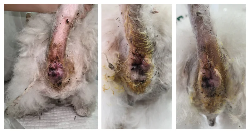 VetMedix Fallbericht 丨 Anwendungsbeispiel für die Hochenergie-Lasertherapie bei der Behandlung von postoperativ nicht heilenden perianalen Tumoren (2 Bilder)