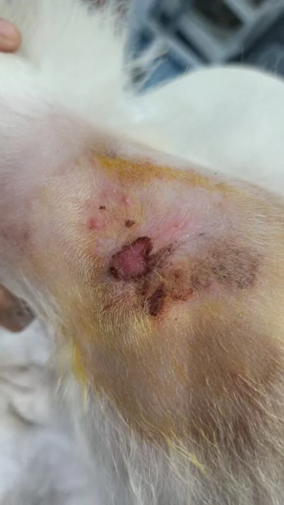Vetmedix Case Sharing丨Application Case of High-Energy Laser in Treating Canine Ringworm(images 2)