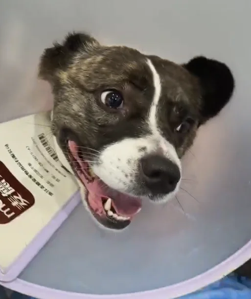 Vetmedix-Fallbericht丨Der Einsatz der veterinärmedizinischen Lasertherapie bei der Behandlung einer akuten Neuritis bei einem Hund (Abbildung 1)