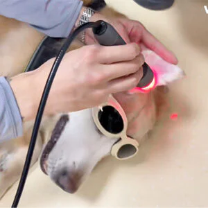 VetMedix Case Sharing丨Application Case of Lase...