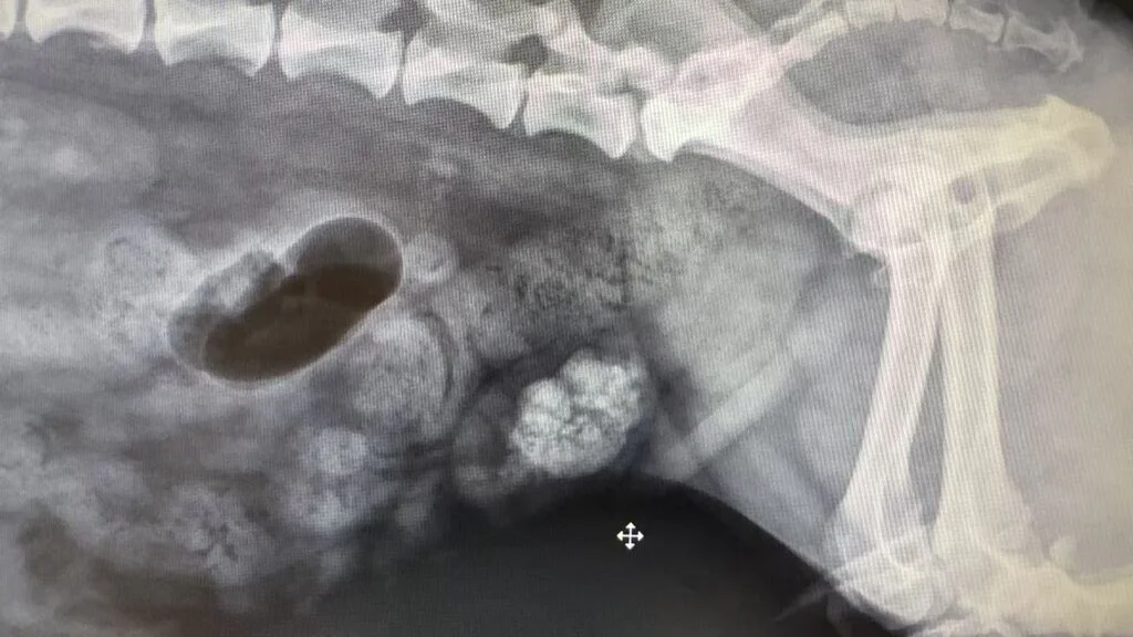 Vetmedix Fallbeispiele 丨 Anwendungsbeispiel für die Hochenergie-Lasertherapie bei einer Kniegelenksverletzung + postoperative Versorgung bei Blasensteinen (Bild 1)