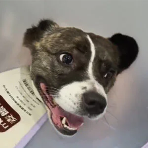 Vetmedix Case Report丨The Use of Veterinary Las...
