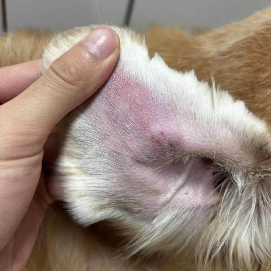VetMedix Case Sharing丨Application Case of Laser Therapy in Treating Aural Hematoma(images 2)