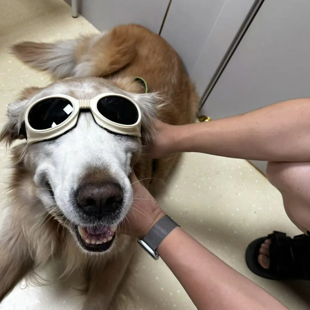 VetMedix Case Sharing丨Application Case of Laser Therapy in Treating Aural Hematoma(images 1)