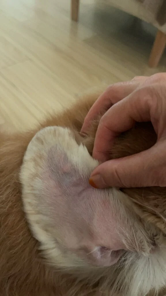 VetMedix Case Sharing丨Application Case of Laser Therapy in Treating Aural Hematoma(images 3)
