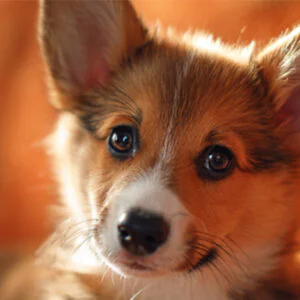 VetMedix Case Sharing丨Application Case of Pet ...
