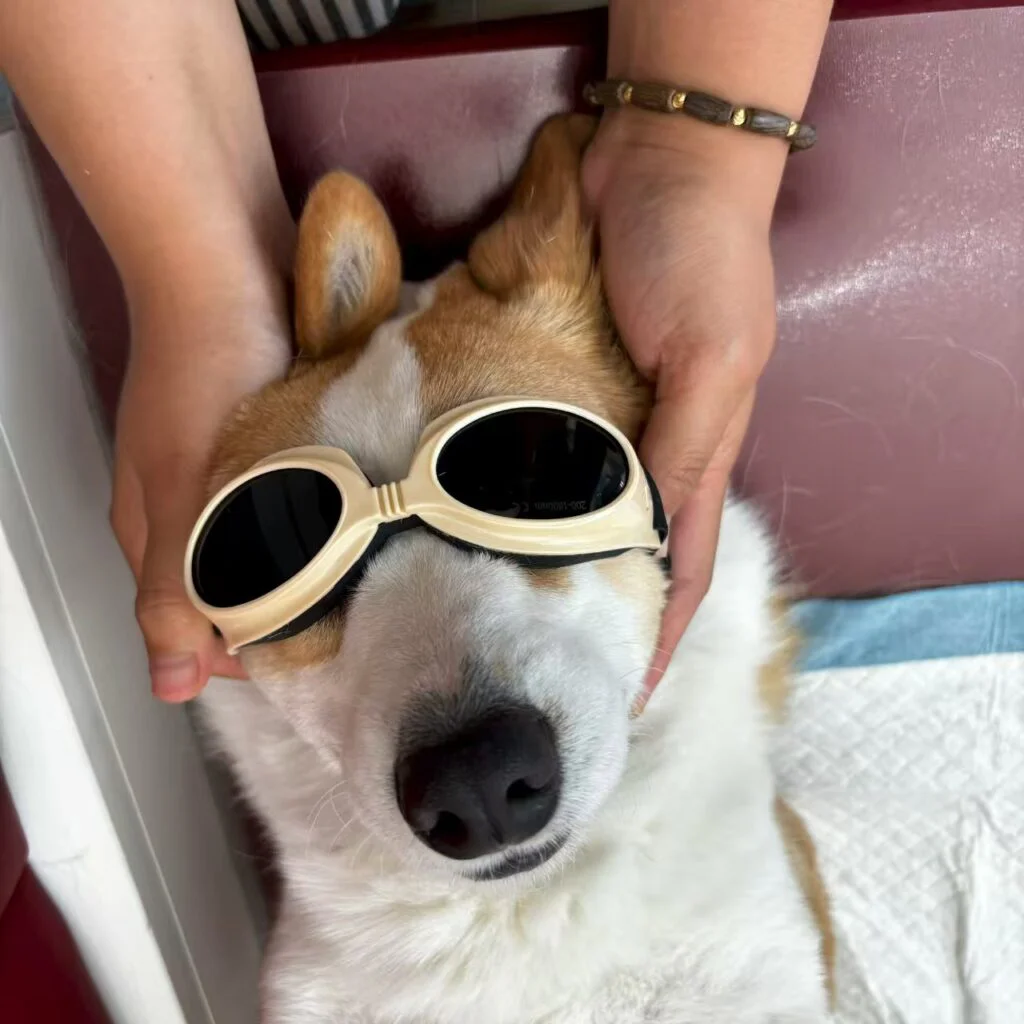 VetMedix Fallbeispiele丨Anwendungsbeispiel für die Lasertherapie bei Haustieren in der postoperativen Versorgung bei Blasensteinen (Bild 1)