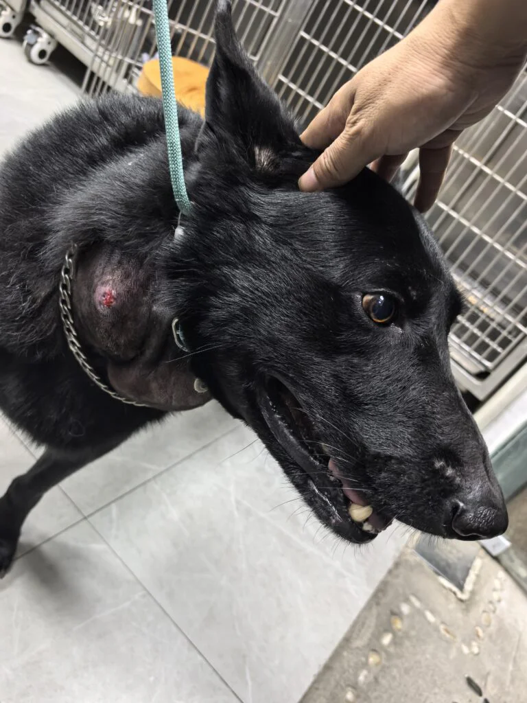 VetMedix Fallbericht 丨 Anwendungsbeispiel für die Lasertherapie bei Haustieren zur Behandlung der sterilen Pannikulitis (Bild 1)