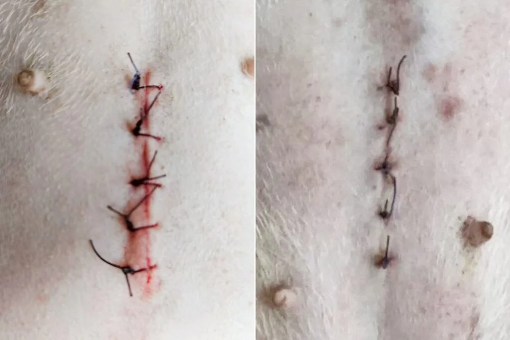 VetMedix Fallbeispiele丨Anwendungsbeispiel für die Lasertherapie bei Haustieren in der postoperativen Versorgung bei Blasensteinen (2 Bilder)