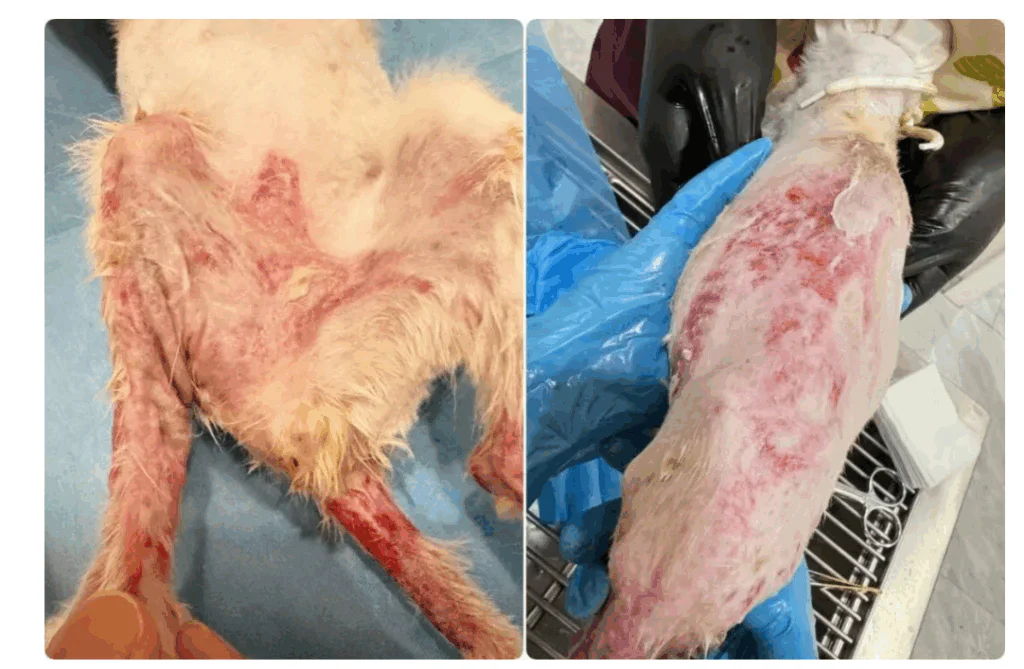 VetMedix-Fallstudie | Einsatz der Hochleistungslasertherapie bei der Behandlung großflächiger Verätzungen (Bild 1)