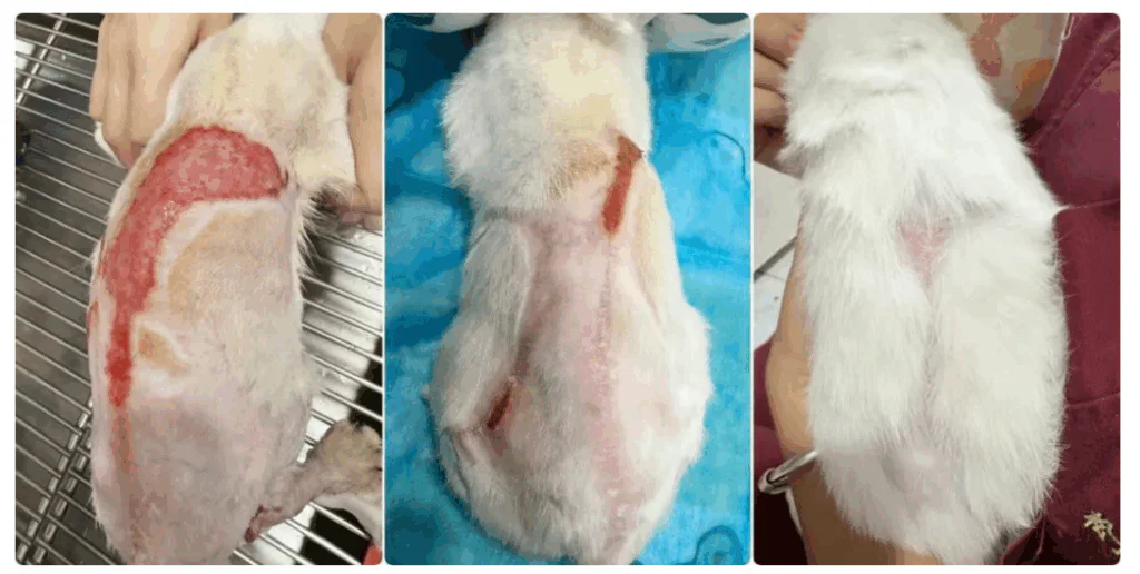 VetMedix-Fallstudie | Einsatz der Hochleistungslasertherapie bei der Behandlung großflächiger Verätzungen (Bilder 2)