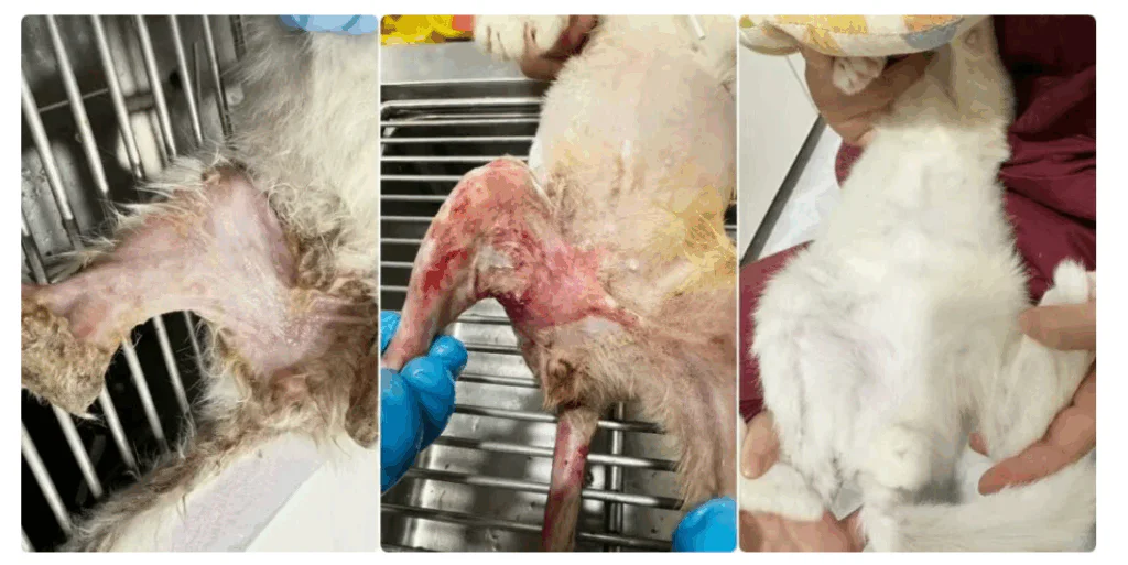 VetMedix-Fallstudie | Einsatz der Hochleistungslasertherapie bei der Behandlung großflächiger Verätzungen (Bilder 3)