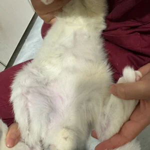 VetMedix Case Study | Application of High-Power...