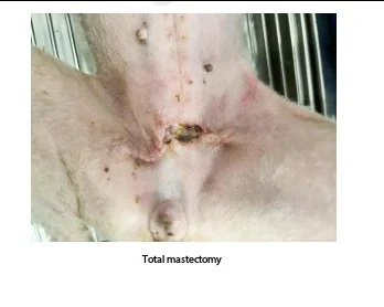 Terapia a laser de alta energia para cães: acelerar a recuperação pós-mastectomia com a VETMEDIX (imagens 1)