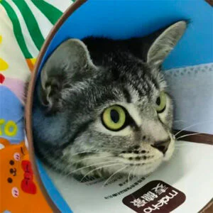 VETMEDIX Case Study | Application of High-Power...